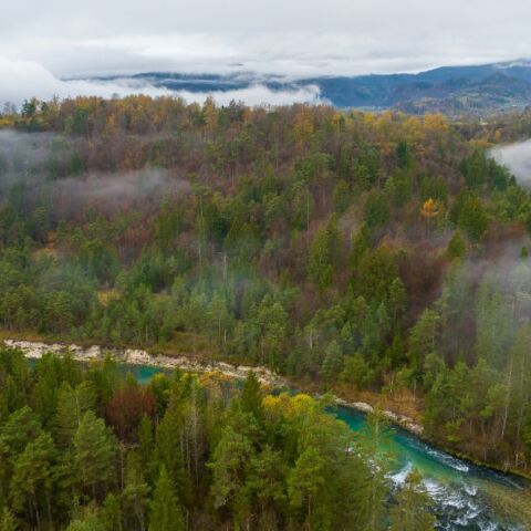 Αποψίλωση των δασών: Γιατί το Ευρωπαϊκό Κοινοβούλιο ζητά την αναβολή ενός έτους για τον νέο νόμο