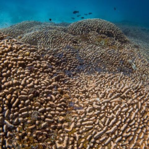 Ανακαλύφθηκε το μεγαλύτερο κοράλλι του κόσμου