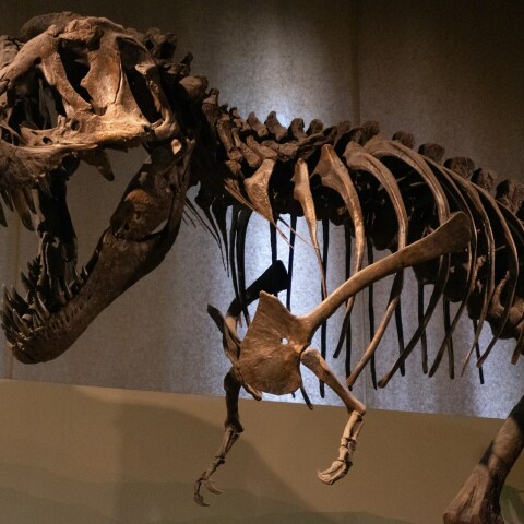 Δεινόσαυροι