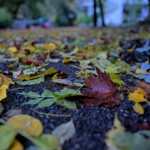 Φύλλα δέντρων πεσμένα στο βρεγμένο έδαφος