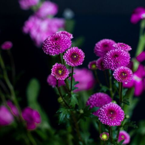 Εορτολόγιο: Σήμερα 18 Νοεμβρίου 2024 γιορτάζει…