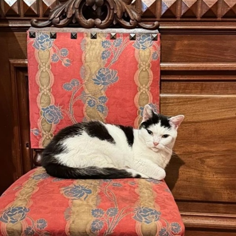 Το Μουσείο της Γάτας - Ένα διαφορετικό Μουσείο για όσους αγαπούν τα αιλουροειδή 