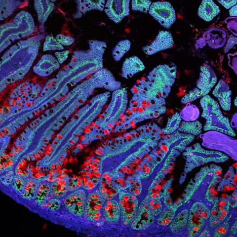 Βιολογία: Ερευνητές δημιουργούν τον πρώτο Άτλαντα Ανθρώπινων Κυττάρων - Σημείο αναφοράς για την ανίχνευση των αλλαγών που διέπουν την υγεία και την ασθένεια