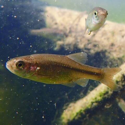 Τα δικαιώματα της φύσης και της άγριας ζωής