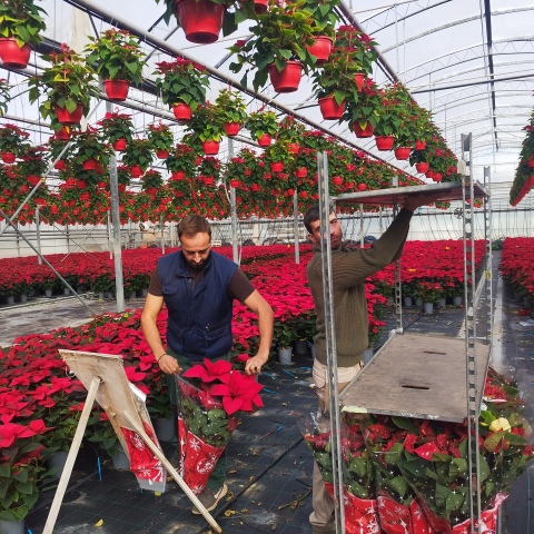 Αλεξανδρινά στο φυτώριο της οικογένειας στην Αγχίαλο Θεσσαλονίκης