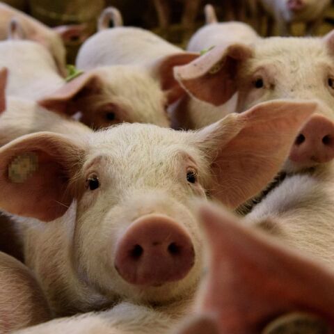 Πώς λειτουργούν οι μονάδες που προμηθεύουν χοιρινό κρέας στον κόσμο - Η οικολογική καταστροφή των χοιροτροφικών μεγαλοεκτροφείων και η ανθρωπιστική κρίση. 
