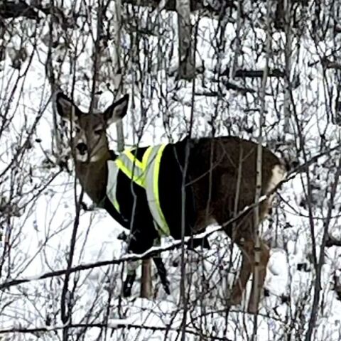 Ελάφι εντοπίστηκε να φοράει μπουφάν ασφαλείας υψηλής ορατότητας στη Βρετανική Κολομβία του Καναδά - Ανάστατοι οι κάτοικοι και η υπηρεσία προστασίας της φύσης.