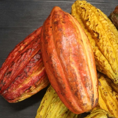 Παγκόσμιες ποικιλίες σοκολάτας