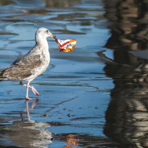 Τα πέντε καθημερινά πλαστικά που «πνίγουν» τον πλανήτη