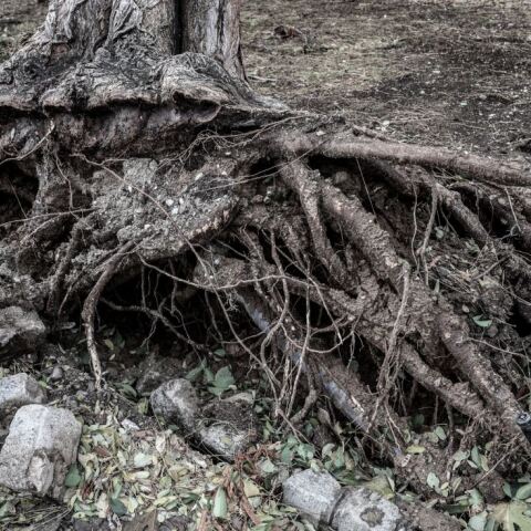 Κακοκαιρία Bora