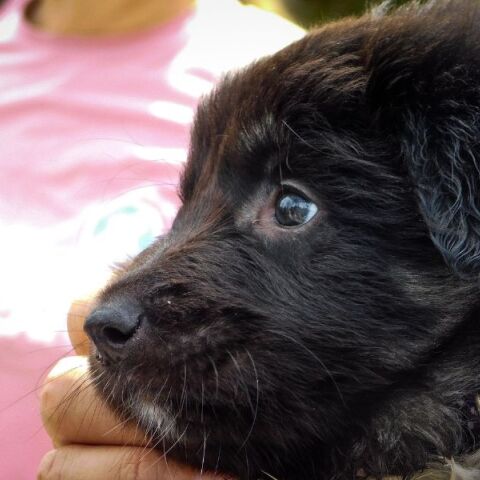 Θεσσαλονίκη: Έλεγχοι σε δεσποζόμενα ζώα συντροφιάς στην περιοχή Κορδελιού - Ποιες παραβάσεις διαπιστώθηκαν - Πρόστιμα έως και 500 ευρώ.