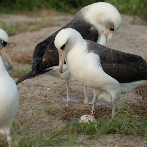 Το γηραιότερο γνωστό άλμπατρος του κόσμου γέννησε αυγό σε ηλικία 74 ετών - Οι βιολόγοι δεν γνωρίζουν κανένα άλλο πουλί που να πλησιάζει την ηλικία της Γουίσντομ