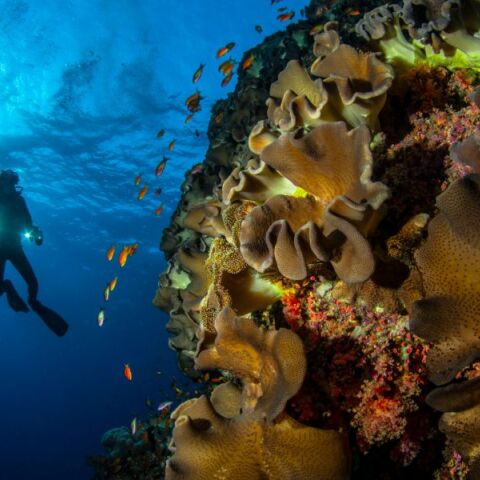 Οι προκλήσεις, τα κενά και οι προοπτικές για τις θαλάσσιες προστατευόμενες περιοχές στην Ελλάδα