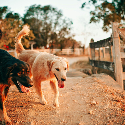 Τοξοκάρα στα κατοικίδια: Ένας σιωπηλός κίνδυνος που πρέπει να γνωρίζουμε