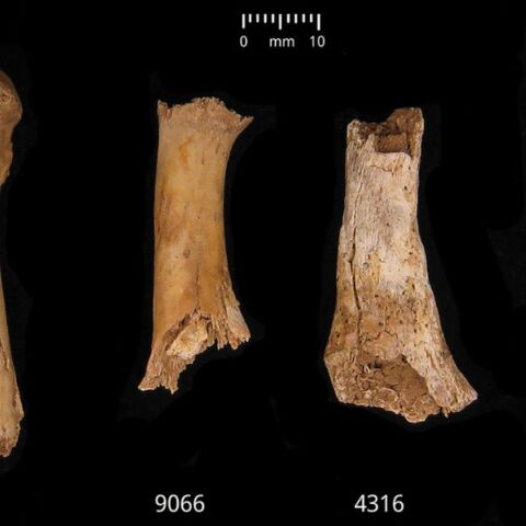 Βρετανία: Ανθρώπινα θύματα κατά την Εποχή του Χαλκού πιθανότατα κανιβαλίστηκαν - Ανάλυση του πανεπιστημίου της Οξφόρδης δείχνει ενδείξεις αιματηρής σφαγής