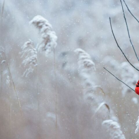 Χειμερινό ηλιοστάσιο 2024: Πότε είναι η μεγαλύτερη νύχτα του χρόνου 
