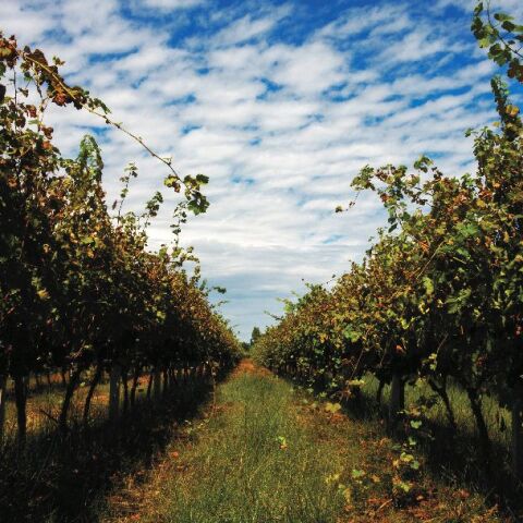 Winery Monsieur Nicolas