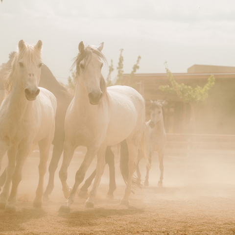 Χριστούγεννα στη φάρμα Άμπελος Βοχαϊκού… φυσικά!