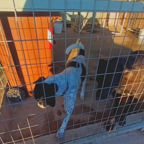 Αδέσποτα ζώα «αιχμάλωτα» σε παράνομο και ακαταλλήλο χώρο 