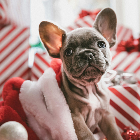 Το χριστουγεννιάτικο τραπέζι για το αγαπημένο μας κατοικίδιο