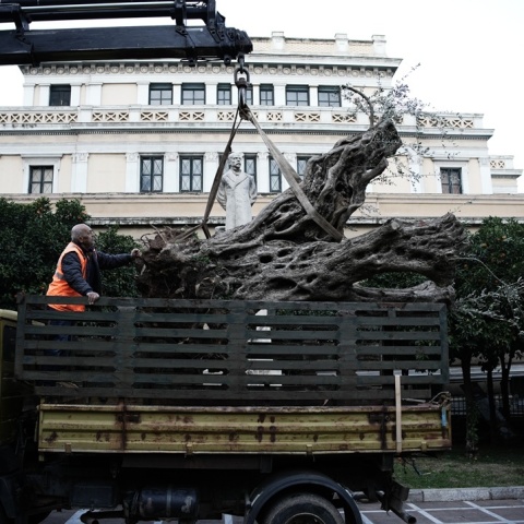 Ελιά 700 ετών φυτεύτηκε μπροστά από την Παλαιά Βουλή