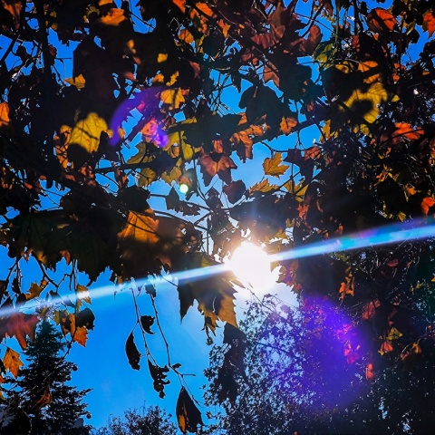 Ήλιος πίσω από τα φύλλα δέντρου