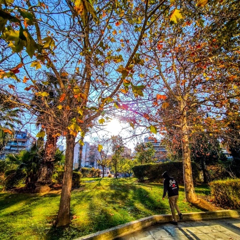 Ήλιος πίσω από τα φύλλα δέντρου