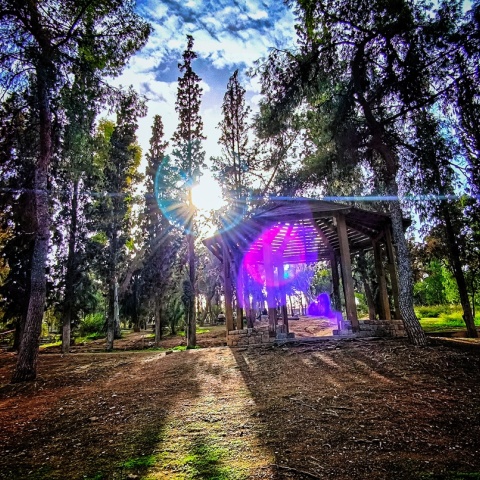 Ο ήλιος πίσω από τα φυλλώματα