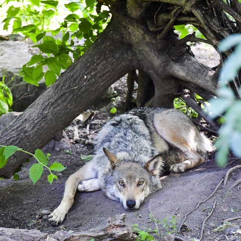 Λύκος στη Σουηδία