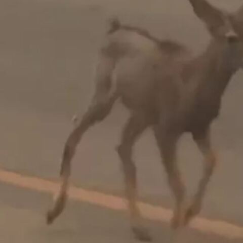 elafi-fotia-los-angeles