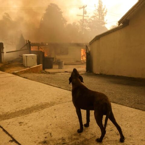 Λος Άντζελες: Κιβωτό του Νώε θυμίζουν τα καταφύγια υποδοχής ζώων όπου μεταφέρονται λόγω της πύρινης καταστροφής - Πολλά φτάνουν τραυματισμένα ή με τρομερό στρες