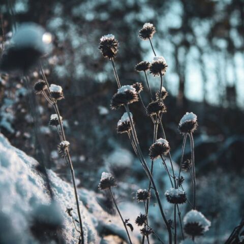 Εορτολόγιο: Σήμερα, 15 Ιανουαρίου 2025, γιορτάζει…