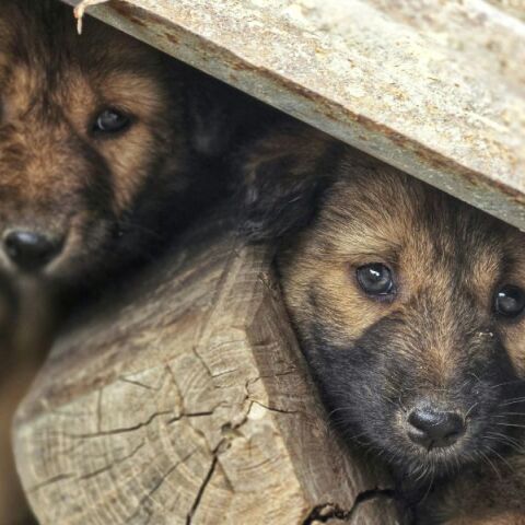Tο Μαρόκο σχεδιάζει να θανατώσει 3 εκατομμύρια σκυλιά ενόψει του Μουντιάλ του 2030