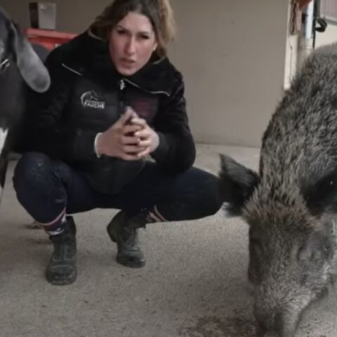 Γαλλία: Δικαστήριο δικαίωσε μια εκτροφέα αλόγων που υιοθέτησε ένα αγριογούρουνο - Την απειλούσαν με φυλάκιση και πρόστιμο 150.000 ευρώ