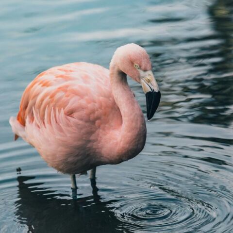 Λίμνη Κάρλα: Κυνηγός σκότωσε φλαμίνγκο με 5 σφαίρες - Το σημάδευε ως στόχο
