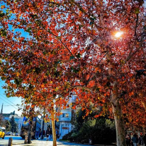 Καιρός: Ανοιξιάτικο το Σαββατοκύριακο - Πότε φτάνει στη χώρα το «σιβηρικό ψύχος»