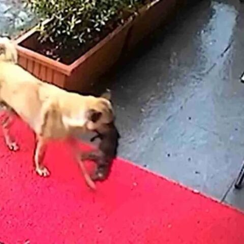 untitled_design_-_2025-01-17t171119_065