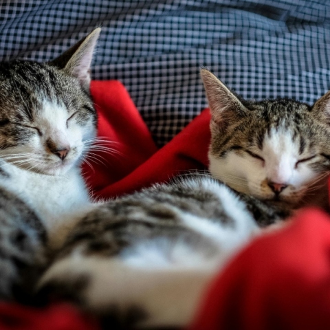 Αλλεργία στις γάτες: Πώς να ζήσετε αρμονικά μαζί τους