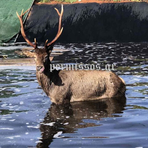 Ελάφι έπεσε σε στέρνα στην Τανάγρα - Επιχείρηση διάσωσης από την Πυροσβεστική 