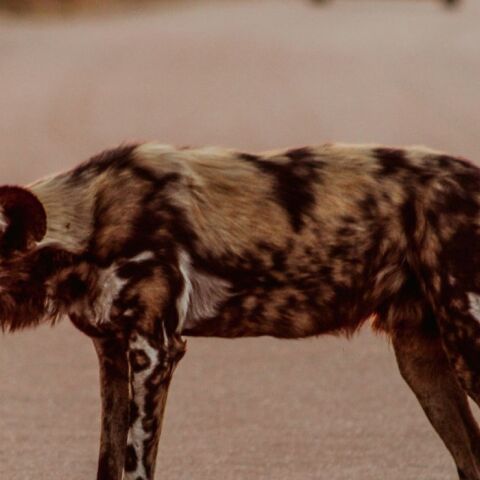 untitled_design_-_2025-02-01t200704_873