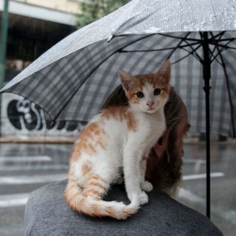 Ο καιρός τη Δευτέρα 3 Φεβρουαρίου 2025 - Βροχές και καταιγίδες σε μεγάλο μέρος της χώρας - Η πρόγνωση του meteo και της Εθνικής Μετεωρολογικής Υπηρεσίας