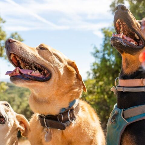 Μπορούν οι σκύλοι να προβλέψουν τους σεισμούς; αυτό που συμβαίνει στη Σαντορίνη 