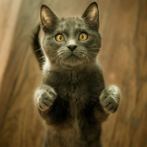 Ιταλία: Εισαγγελική έρευνα για γιατρό - Έκανε στη γάτα του αξονική τομογραφία στο νοσοκομείο που δουλεύει