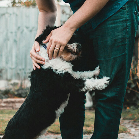 Μπορούν τα σκυλιά να προβλέψουν σεισμούς;