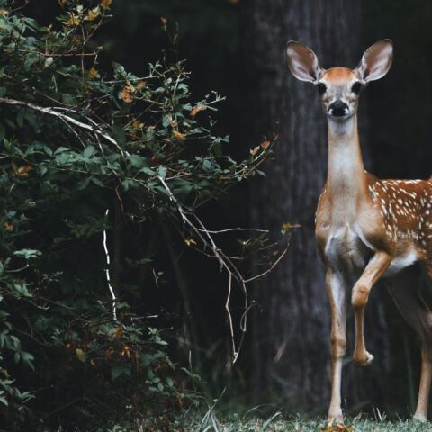 Λαθροθήρας πυροβόλησε και σκότωσε ελάφι που κυοφορούσε στην Κερκίνη