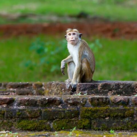 Σρι Λάνκα: «Μια μαϊμού = απόλυτο χάος» - Έριξε το ηλεκτρικό δίκτυο της χώρας έπειτα από επαφή με μετασχηματιστή - Επικρίσεις και διακωμώδηση στα social media