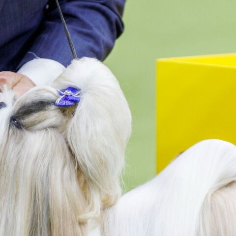 untitled_design_-_2025-02-11t222442_763