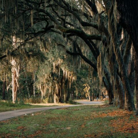 Λύθηκε το μυστήριο πίσω από το «φάντασμα του Σάμερβιλ» στη Νότια Καρολίνα
