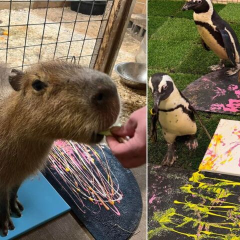 Σε ζωολογικό κήπο της Νέας Υόρκης διοργανώνεται δημοπρασία έργων τέχνης από πιγκουίνους, καμηλοπαρδάλεις και άλλα φιλοξενούμενα ζώα