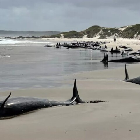Αυστραλία: Σε ευθανασία υποβάλλονται 90 δελφίνια που εξόκειλαν σε ακτή αποπροσανατολισμένα και ταλαιπωρημένα